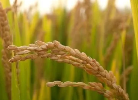 緩控釋肥對(duì)水稻生長發(fā)育的影響，這些知識(shí)你可能不清楚，不妨看看