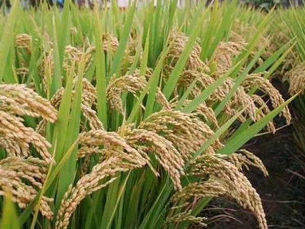 42.5萬畝稻田、1300余臺收割機&hellip;&hellip;豐收！熱，并快樂著