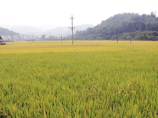 東北玉米水稻面臨一場大威脅！