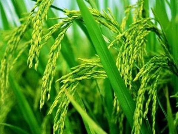 華南農(nóng)業(yè)大學(xué)水稻無人農(nóng)場產(chǎn)出大米，畝產(chǎn)558.6公斤