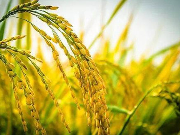 今年雨水多，對水稻的收成有影響嗎？