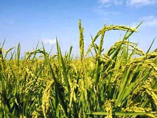 &ldquo;北稻南移&rdquo; 東北水稻在自貢榮縣這個村長勢良好！