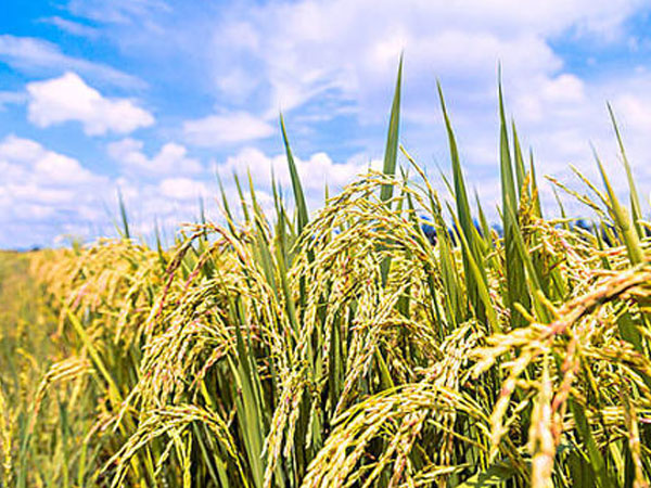 農(nóng)機(jī)局多舉措進(jìn)&ldquo;三秋&rdquo;農(nóng)機(jī)服務(wù)