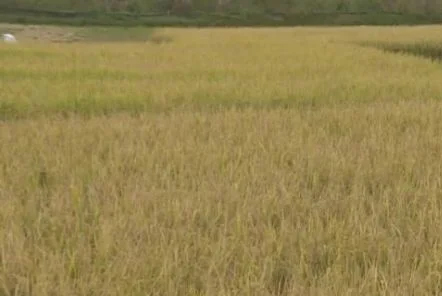 魚臺縣提高機(jī)械化水平 確保水稻豐產(chǎn)豐收