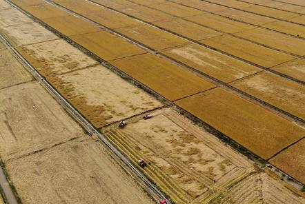 連云港：2萬(wàn)畝&ldquo;海水稻&rdquo;開鐮收割