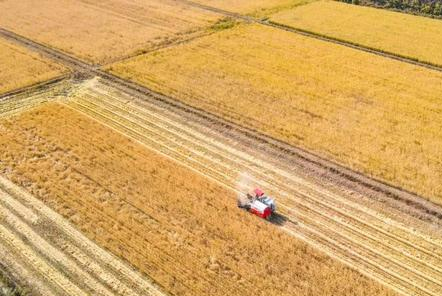 漢風(fēng)古韻兩千載，北方水稻