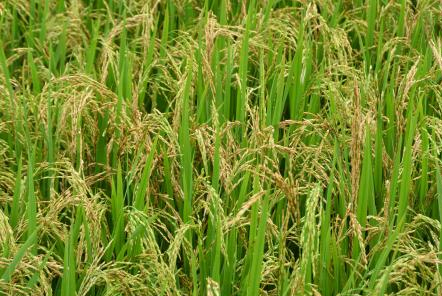 好消息！我國(guó)北海岸6&permil;耐鹽堿&ldquo;海水稻&rdquo;試種成功