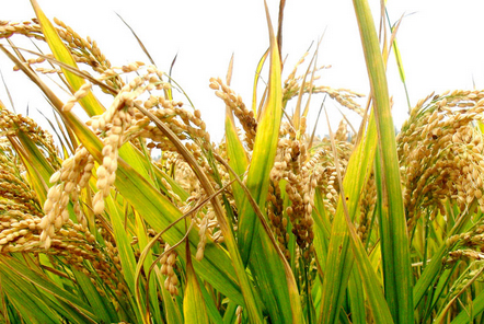 甘蔗收割機(jī) 地頭顯&ldquo;身手&rdquo;