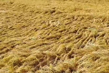 農(nóng)民如何選購(gòu)水稻聯(lián)合收割機(jī)？有哪些注意事項(xiàng)？