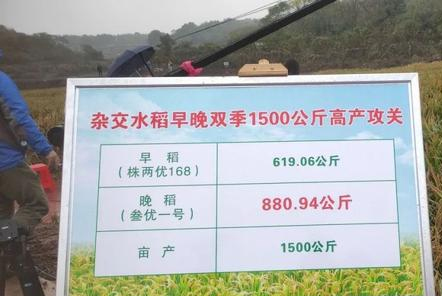 袁隆平新高度！第三代雜交水稻成功沖關(guān)！