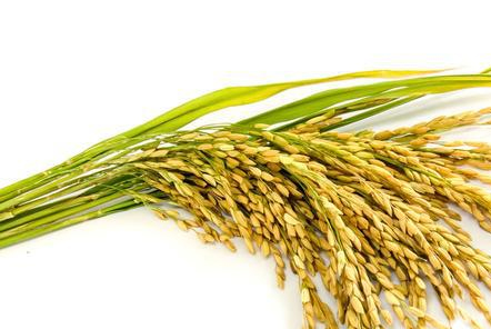 水稻白背飛虱嚴(yán)重？是不是你的氮肥施用太多了